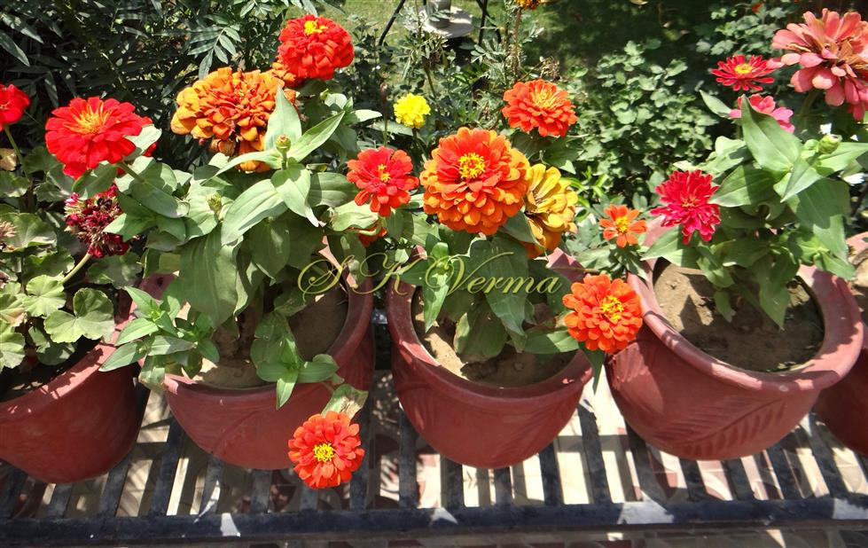  Plants